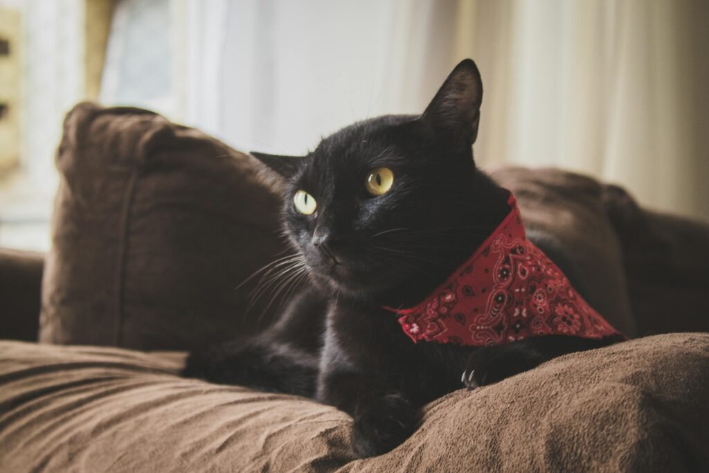 Black cat with a red bandana lounging on a brown sofa indoors, showcasing a cozy domestic setting.