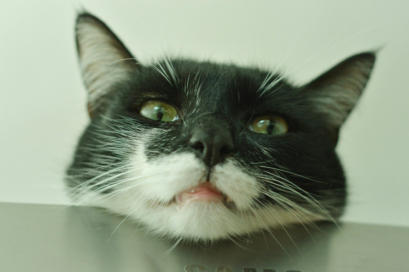 An amusing black and white cat face close-up with its tongue out against a plain background.