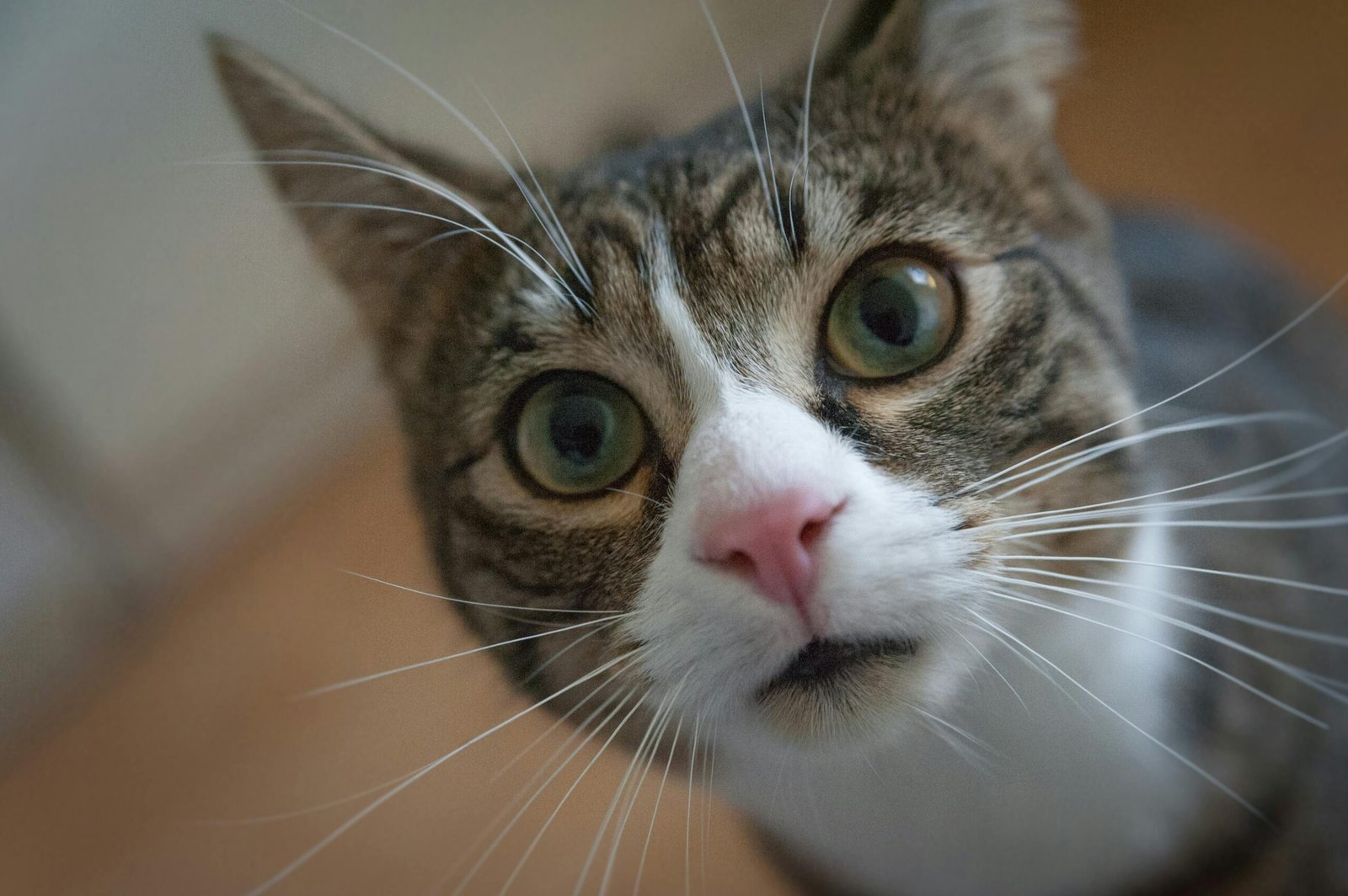 Adorable close-up of a curious domestic cat with vibrant eyes and whiskers.