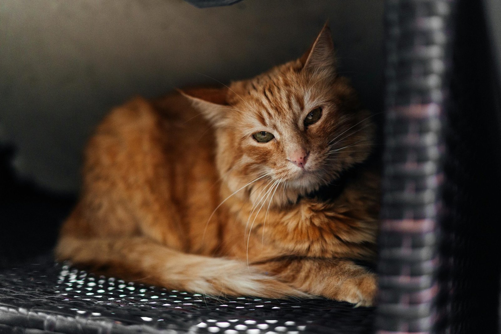 Close-up of a ginger cat lounging in a woven basket, showcasing its soft fur and relaxed demeanor.