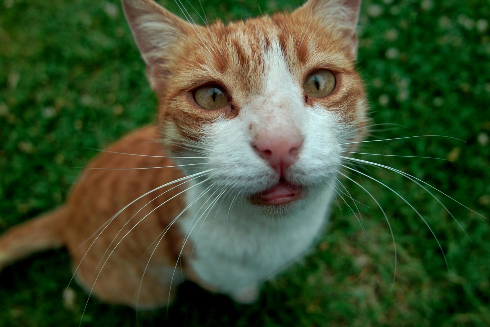 Close-up of a humorous orange tabby cat with crossed eyes sitting on green grass.