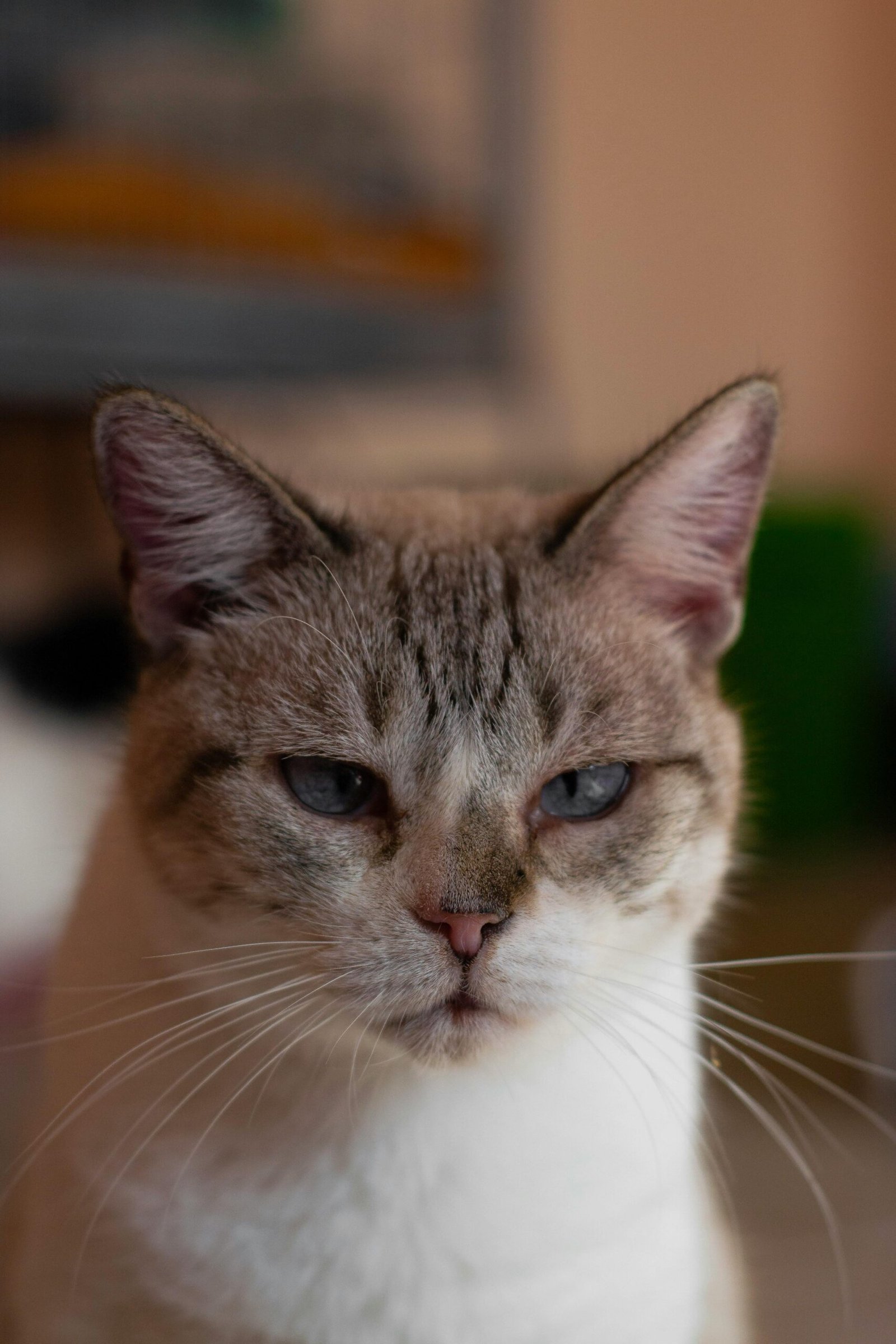 Adorable rescued cat with blue eyes looking at the camera, available for adoption.