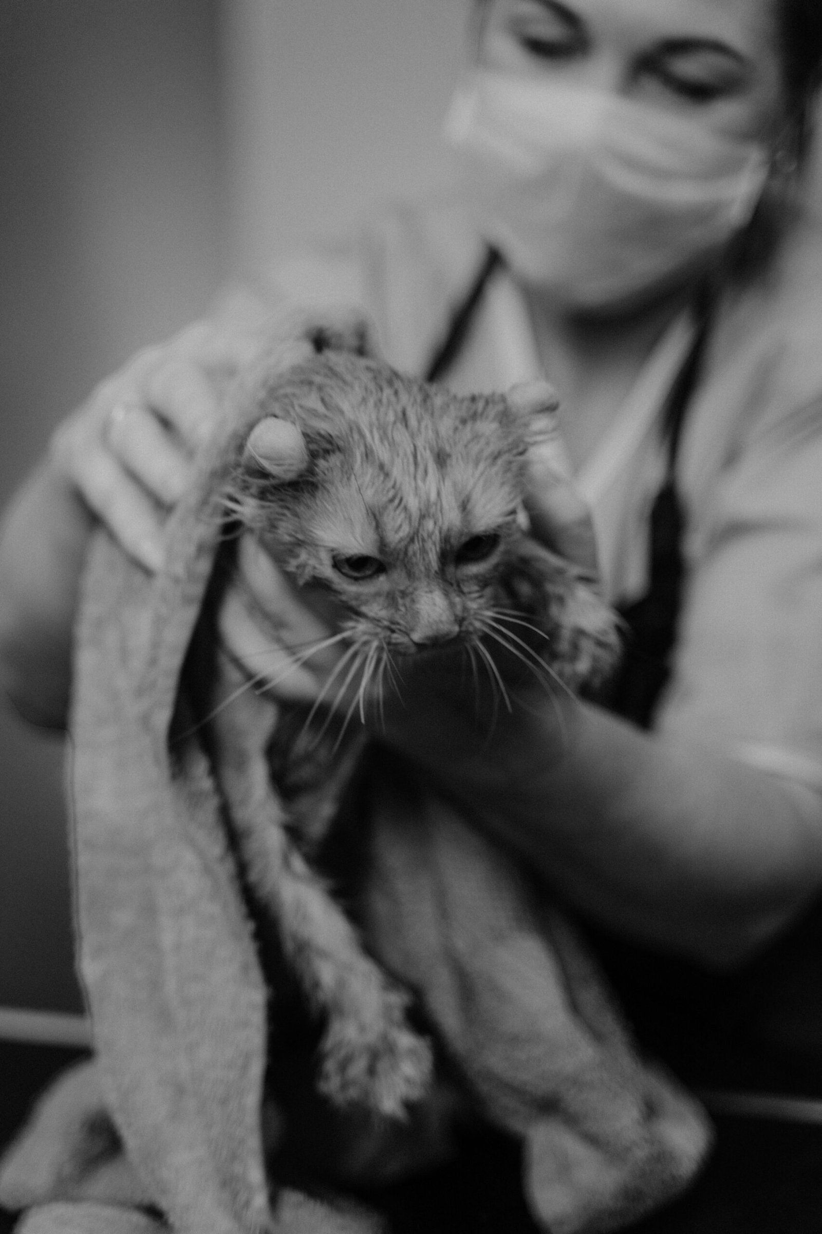 A woman groomer holds a wet tabby cat with a towel in a monochrome photo.