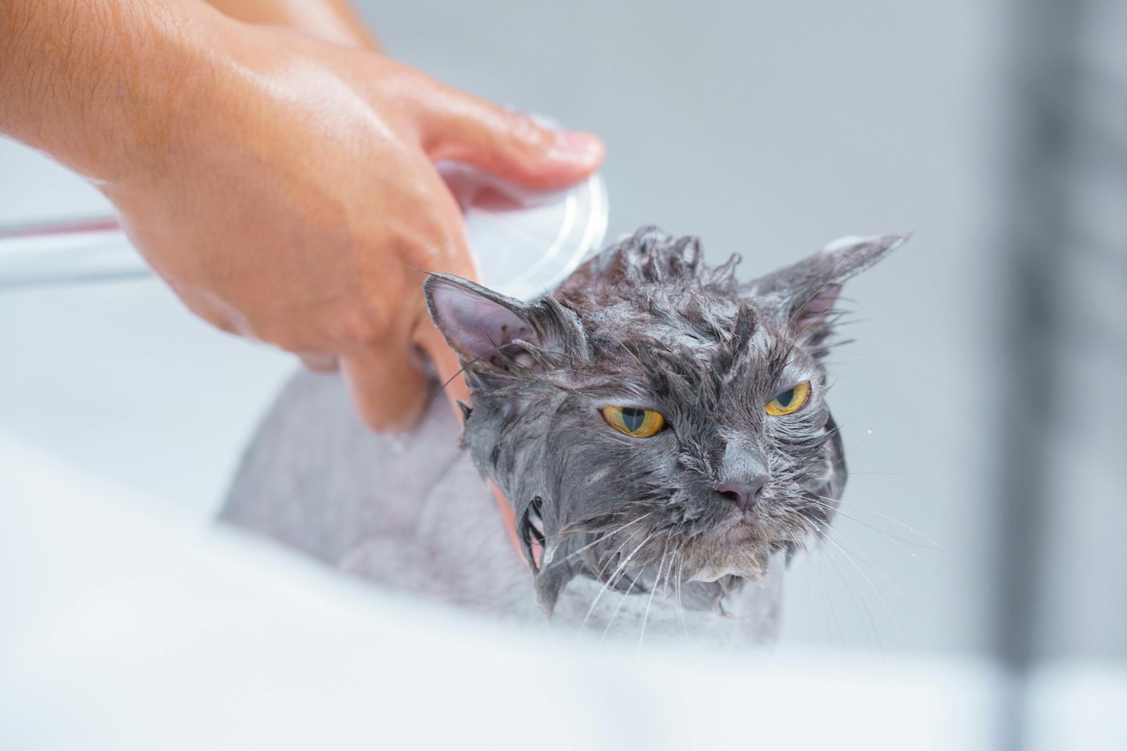 A close-up of a gray cat being bathed, focusing on its wet fur and annoyed expression.