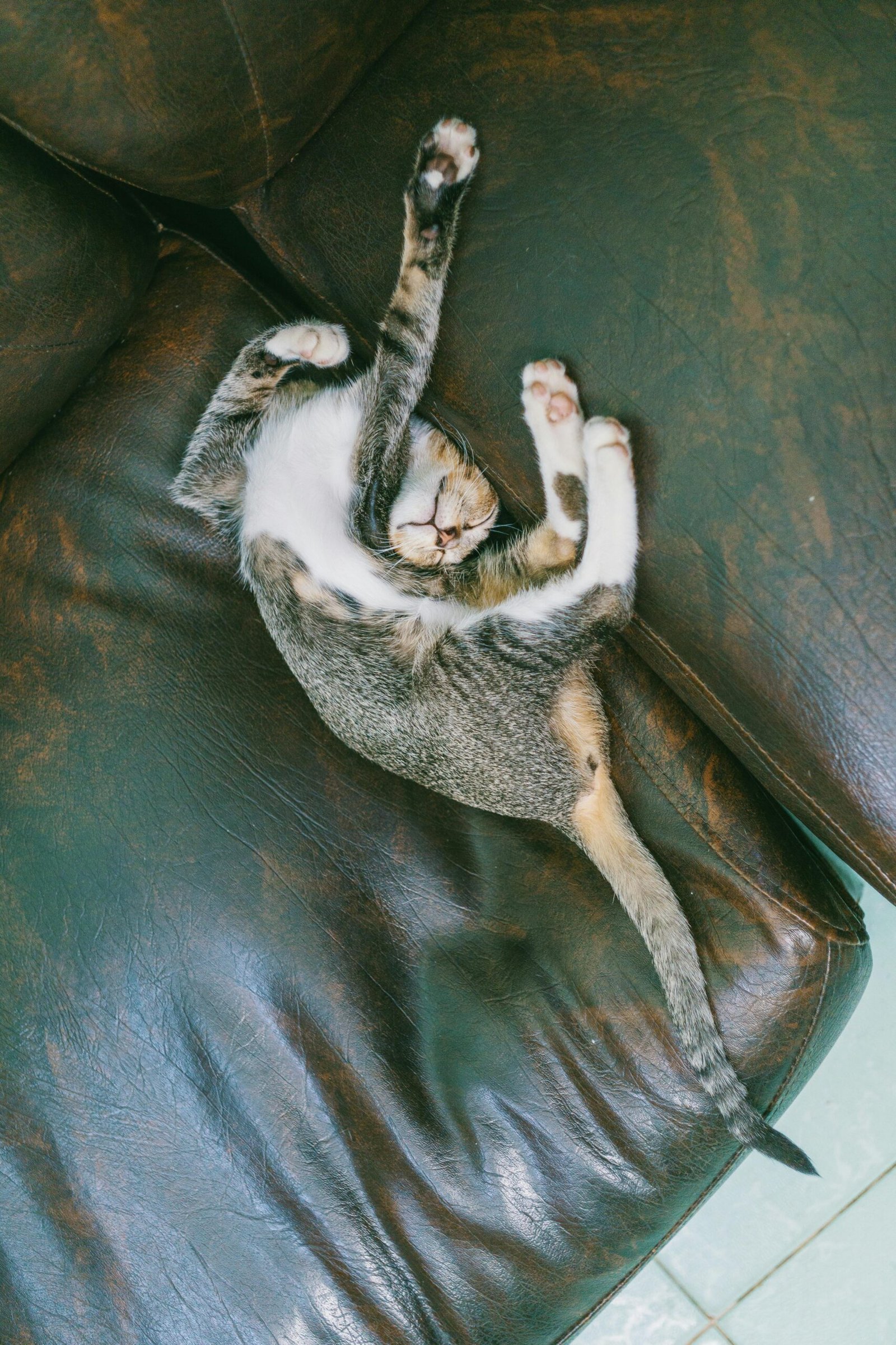 A cute kitten sleeps comfortably on a leather couch, showcasing its playful and relaxed nature.