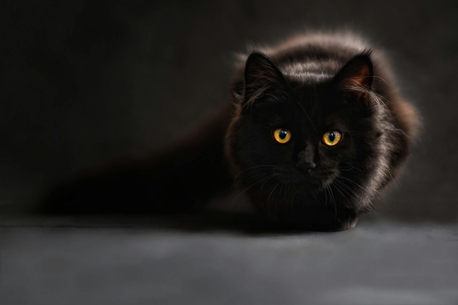 Close-up of a black cat with captivating yellow eyes, set against a dark background.