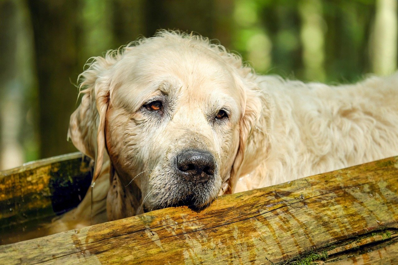 golden retriever, dog, retriever, male, old, purebred dog, relaxation, fur, animal, obedient, canine, pet, domestic, domestic dog, nature, mammal, dog portrait, portrait