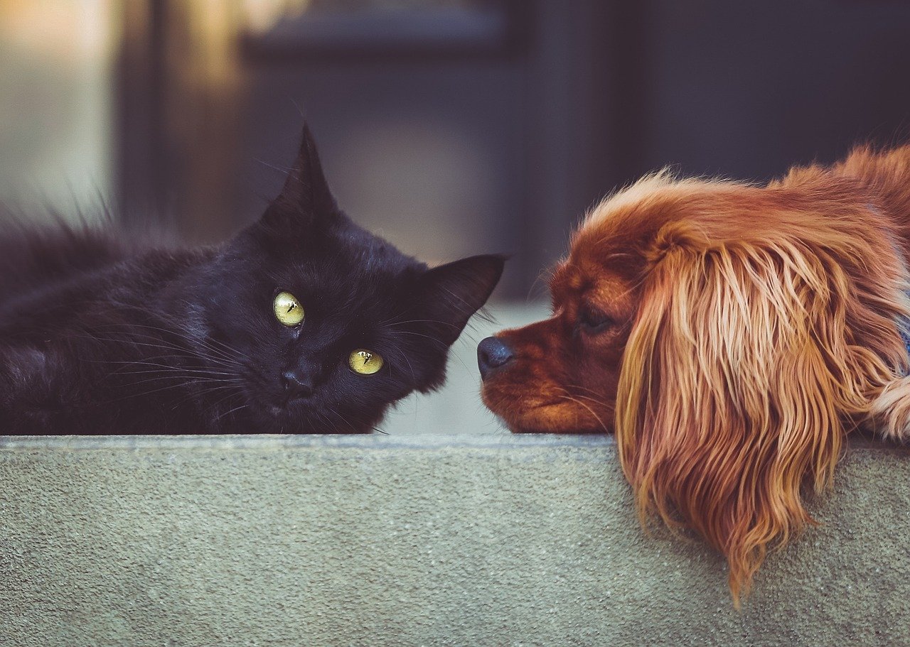dog, cat, pets, mammals, animals, pet, friends, friendship, brown dog, animal, black cat, domestic, nature, domestic animals, portrait, friendship day