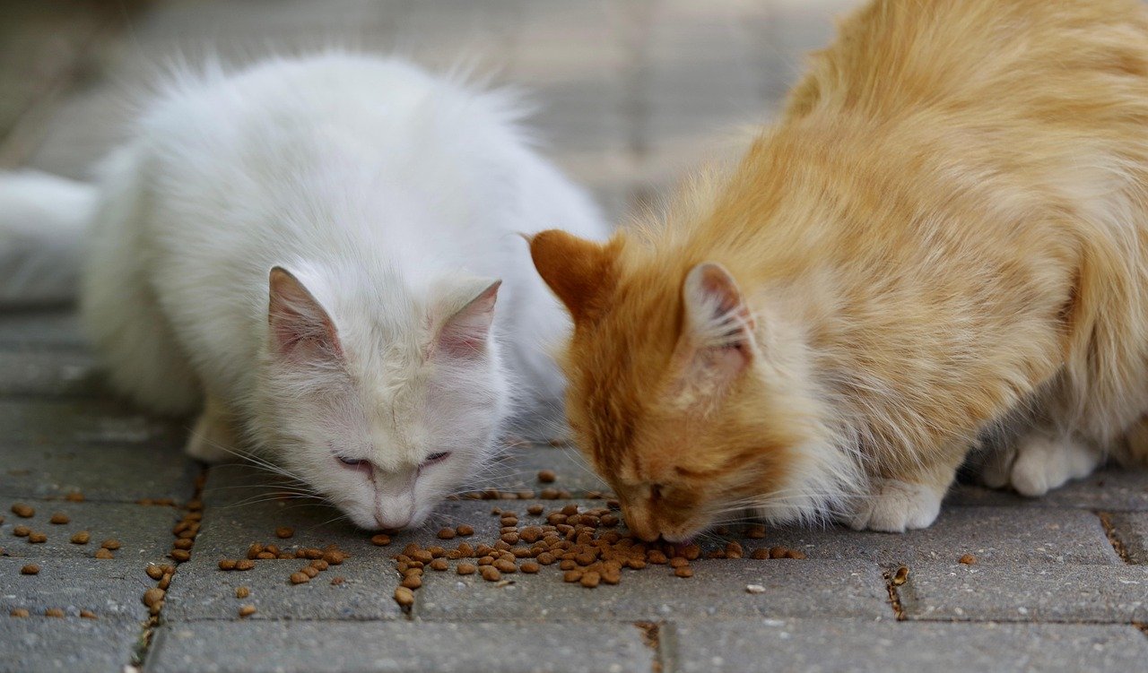 cats, stray cats, eating, cat food, pets, nature, feline, animals