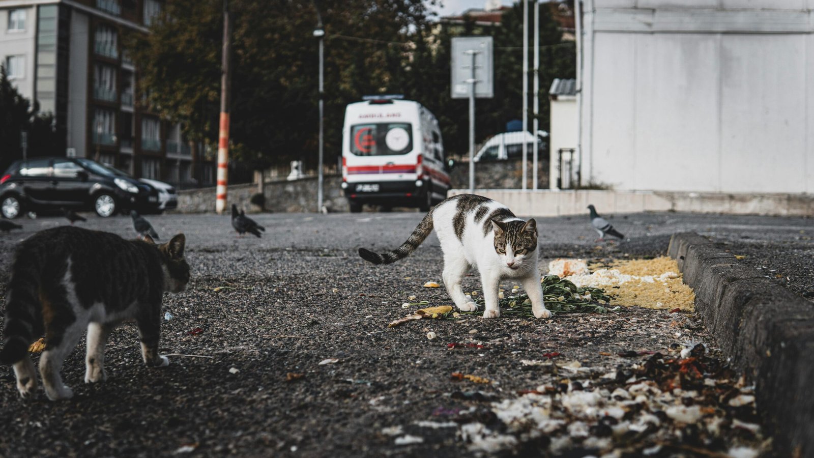 Two cats foraging for food in a gritty urban setting, showcasing city wildlife interaction.