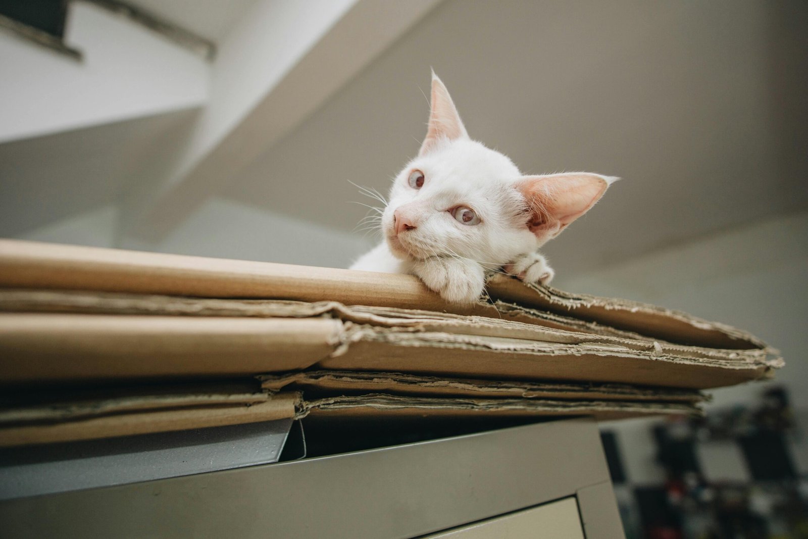 Charming white kitten resting on cardboard, showcasing curiosity and cuteness indoors.