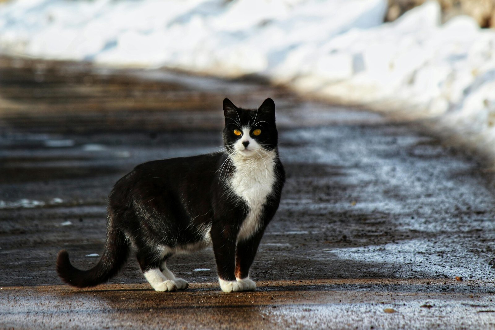 A black and white cat standing on a snow-covered road in Kayseri, Türkiye.