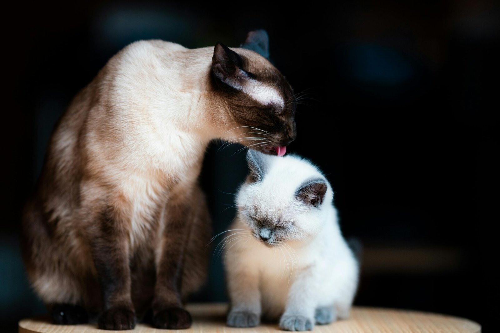 A Siamese cat lovingly grooms a white kitten indoors, showcasing pet affection.