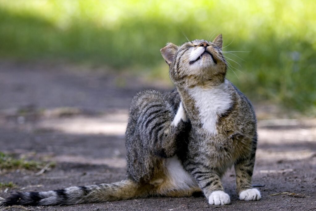 A charming tabby cat sits on a path, enjoying a scratch with a look of contentment under the sun.