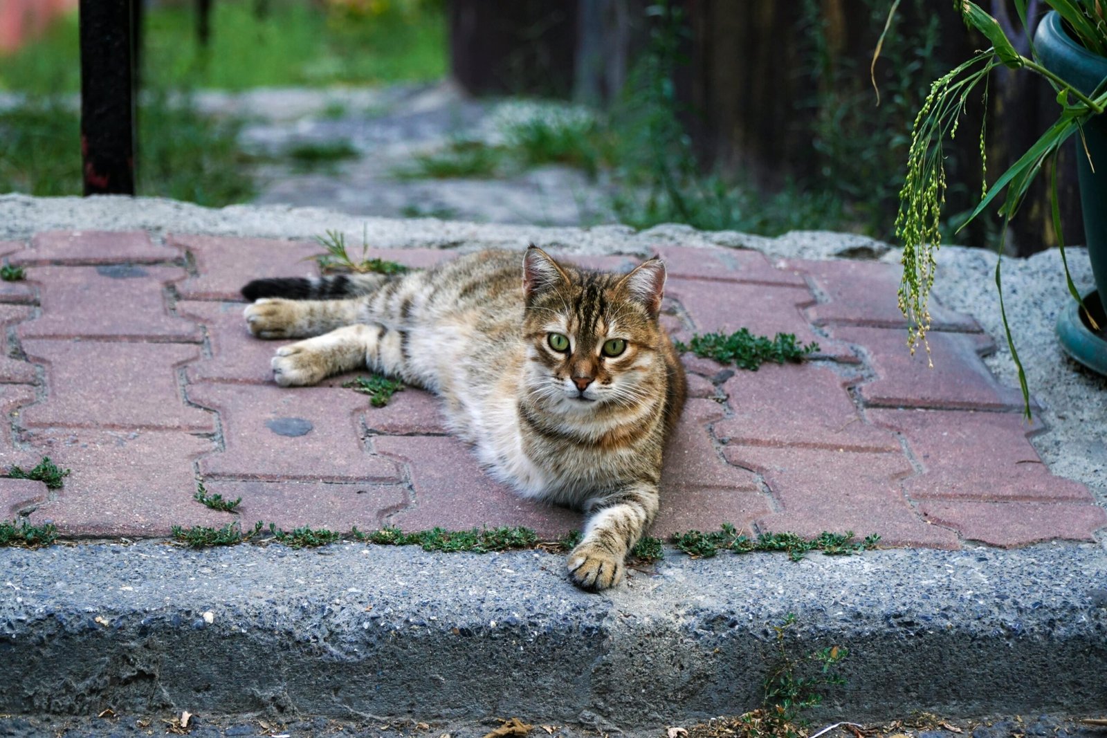 A fluffy cat comfortably lying on pavement surrounded by greenery in an İstanbul garden.