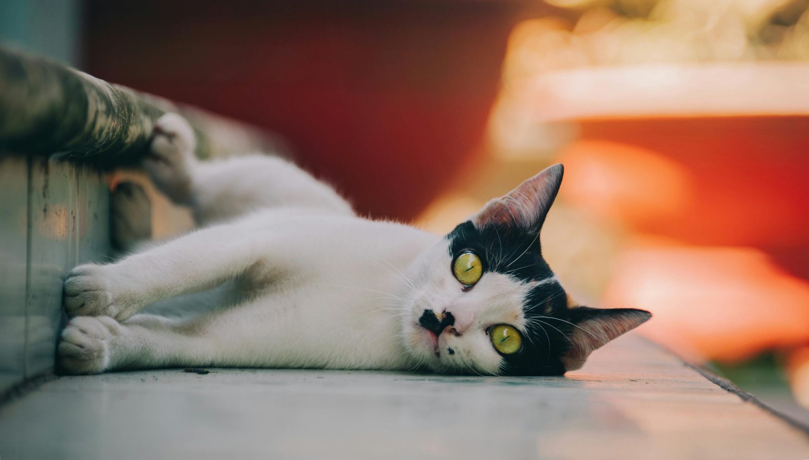 A cute tuxedo cat lying on the floor outdoors, looking playful with its bright yellow eyes.