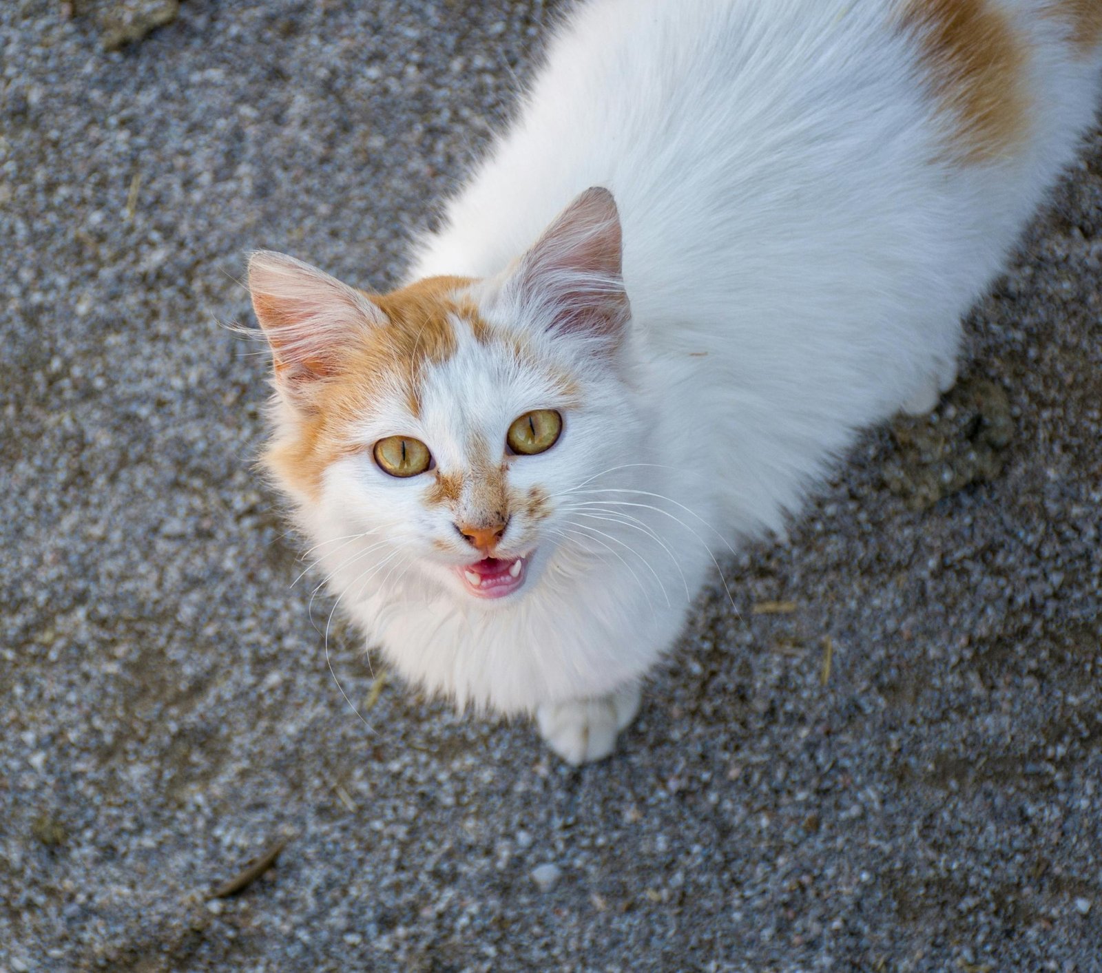 Charming white and ginger cat meowing on gravel in Çelemli, Adana, Türkiye. Perfect for animal portraits.