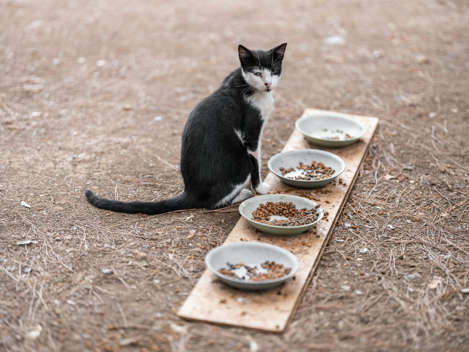 Stray black and white cat sits beside bowls of food on a wooden plank outdoors.