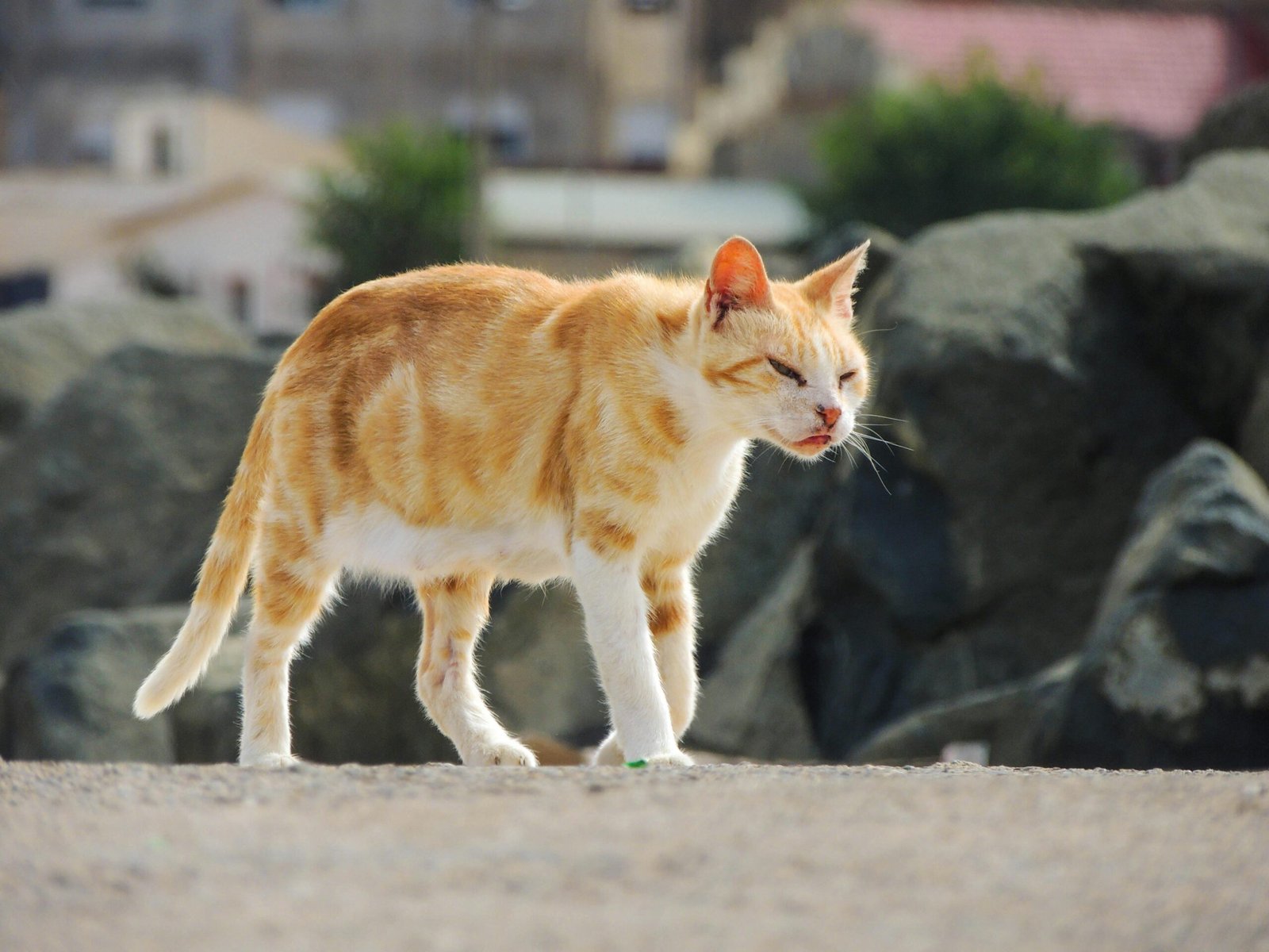 A ginger cat walking on a sunny day in Bordj El Kiffan, Algeria.