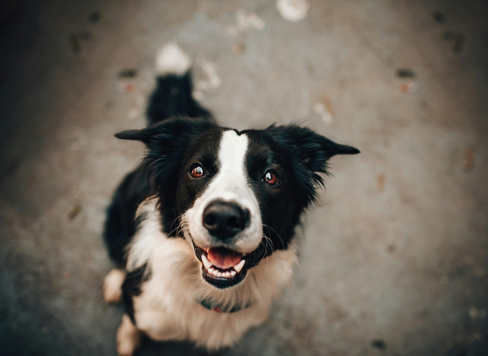 A cheerful Border Collie gazing upwards, capturing a joyful moment of canine charm.