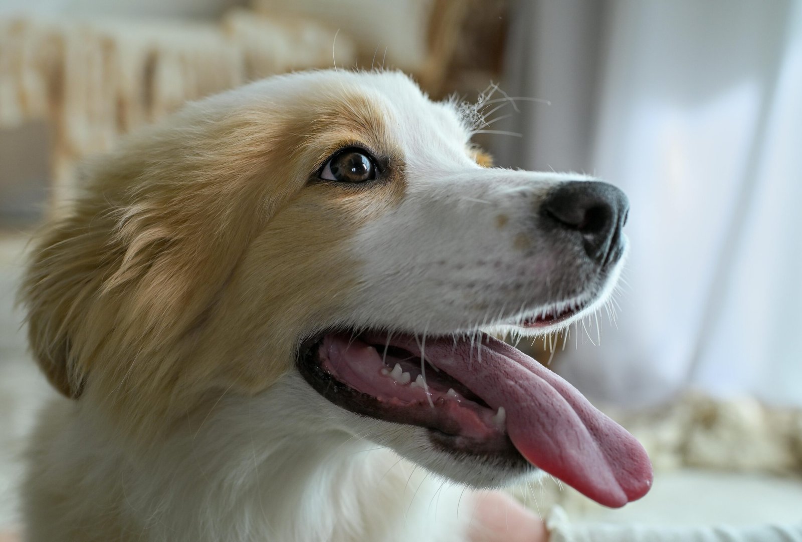 Energetic dog with tongue out, captured in a warm indoor setting.