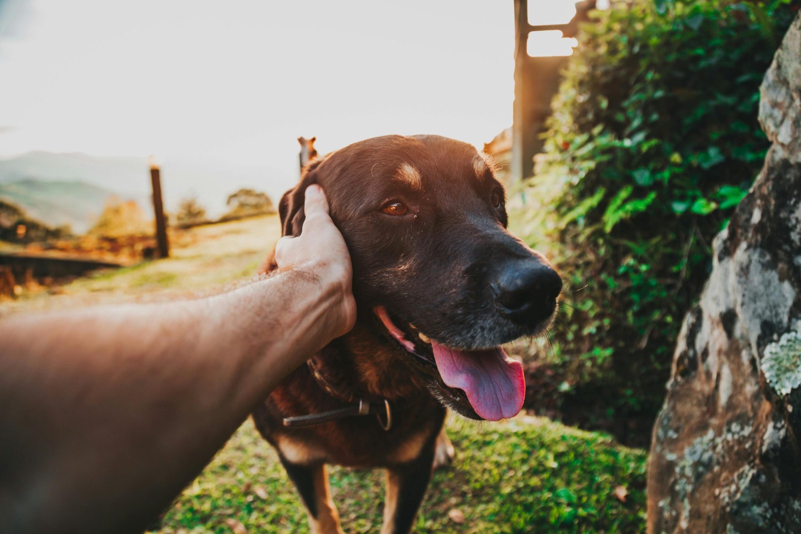 Great Dane enjoying a sunny day outdoors, showcasing joy and playfulness.