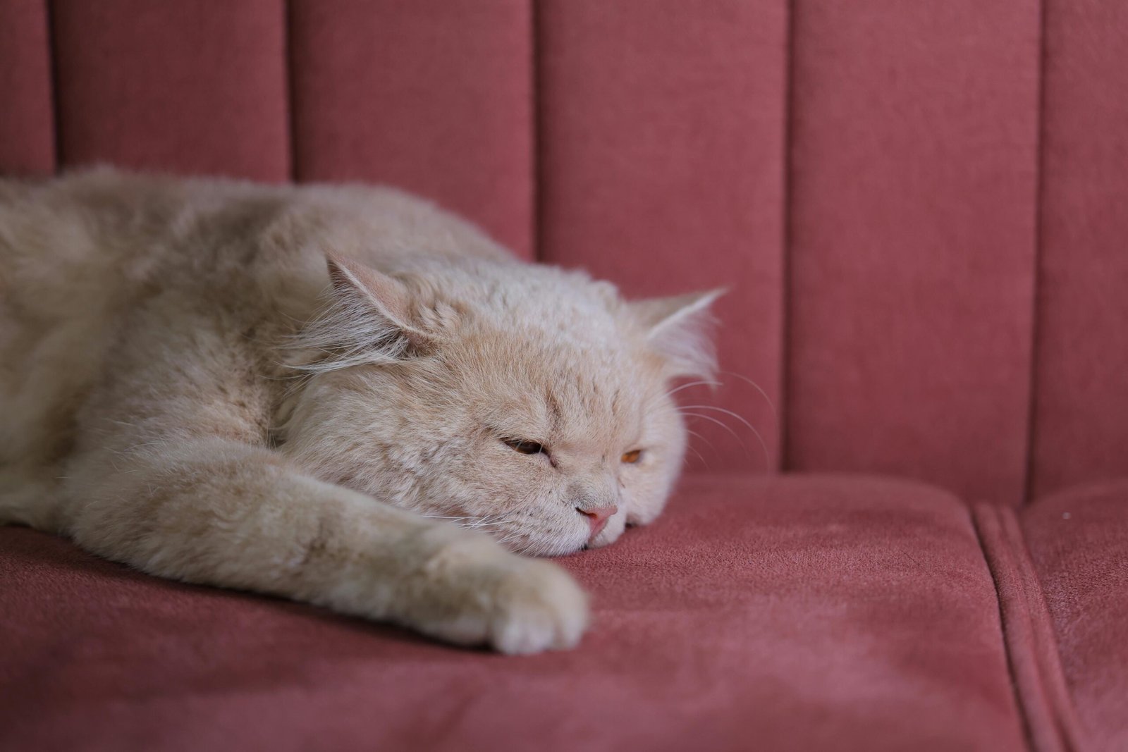 A serene Persian cat lying comfortably on a pink sofa, captured in soft lighting.