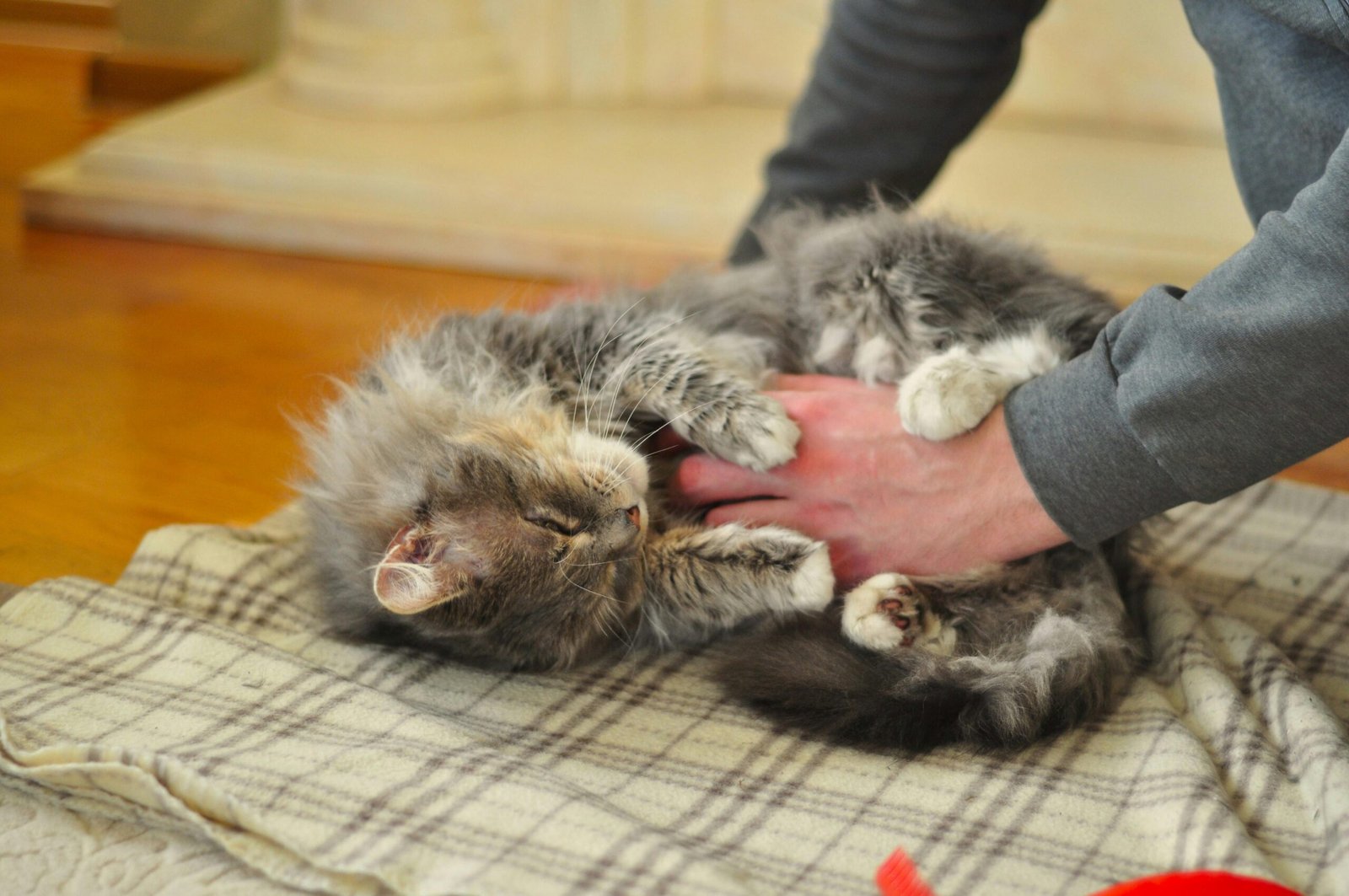 A fluffy grey cat delights in a soothing massage indoors, showcasing ultimate relaxation and comfort.