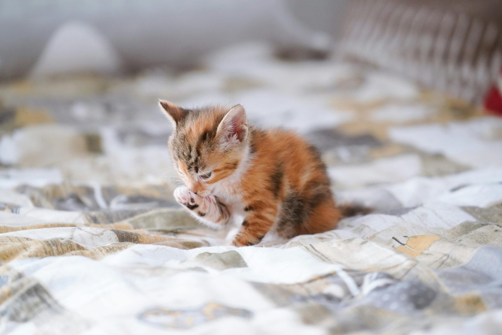 A cute calico kitten gently grooming itself while sitting on a patterned bedspread indoors.