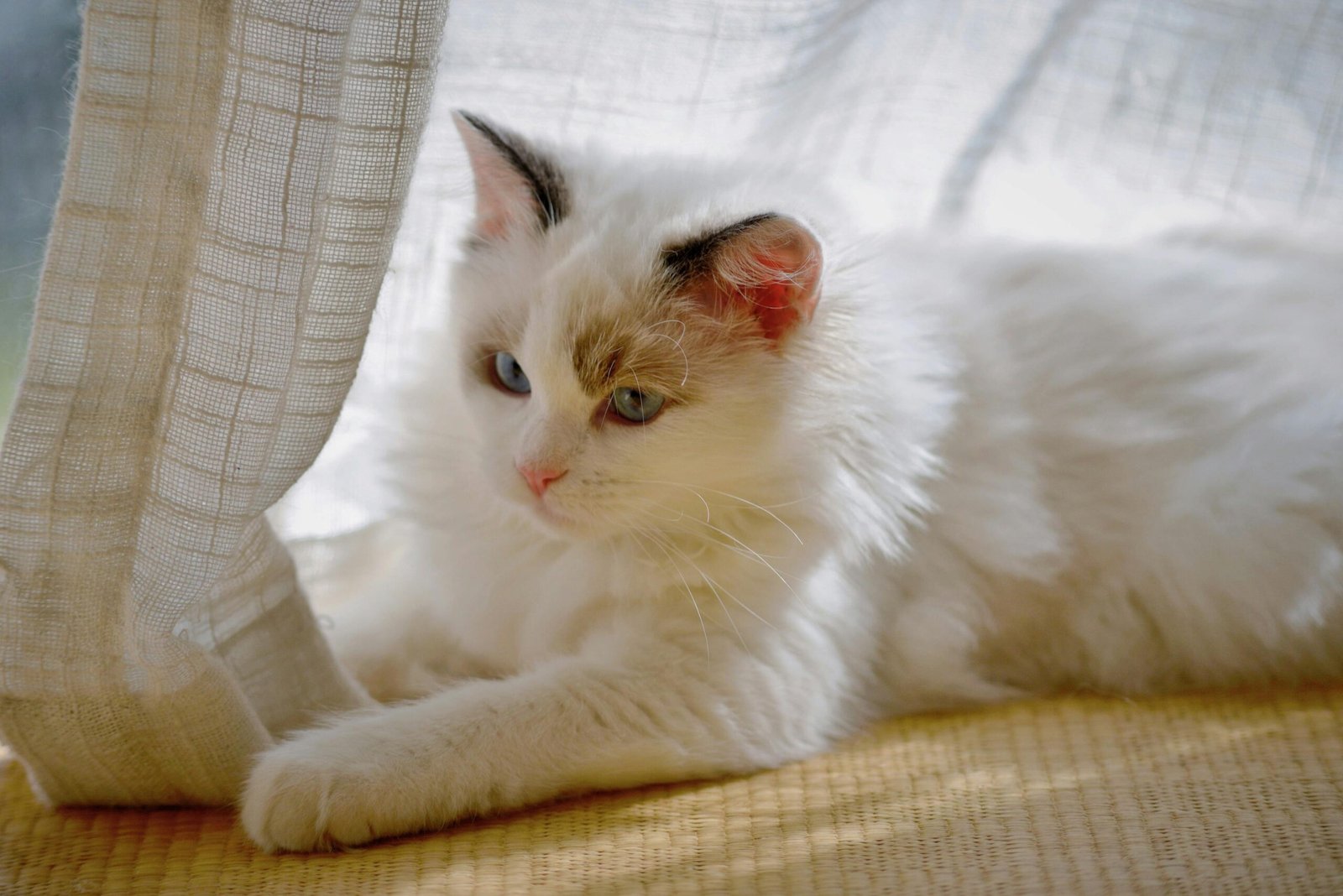 Charming Ragdoll cat with blue eyes lounging near sunlit curtains indoors.
