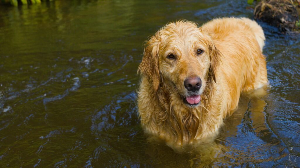 A golden retriever happily playing in a river in Brazil, showcasing its playful nature and love for water.