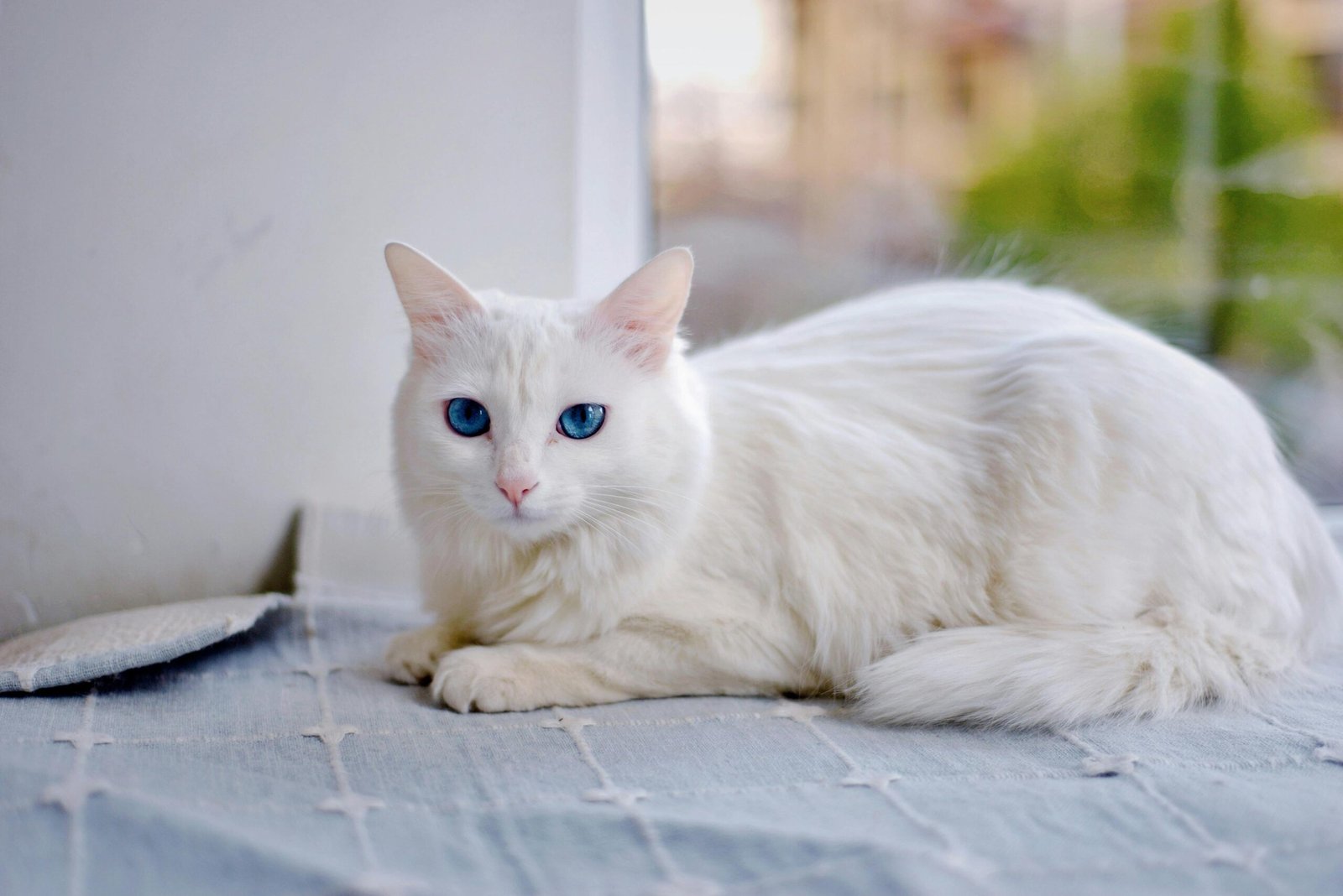 A serene white cat with captivating blue eyes sitting by the window indoors.