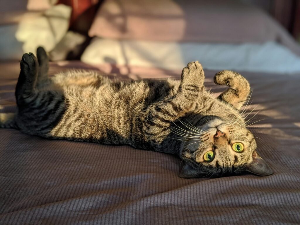 Cute tabby cat lying on its back, basking in indoor sunlight with a playful pose.