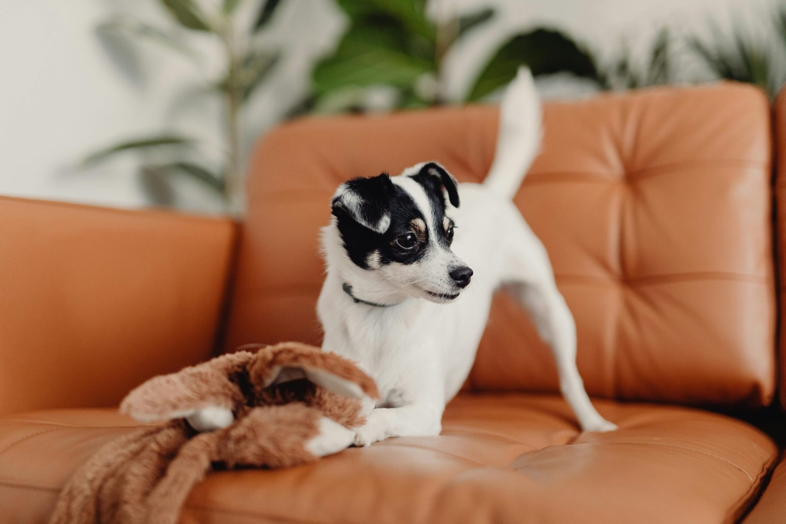 Adorable small dog playing with a plush toy on a stylish leather sofa indoors.