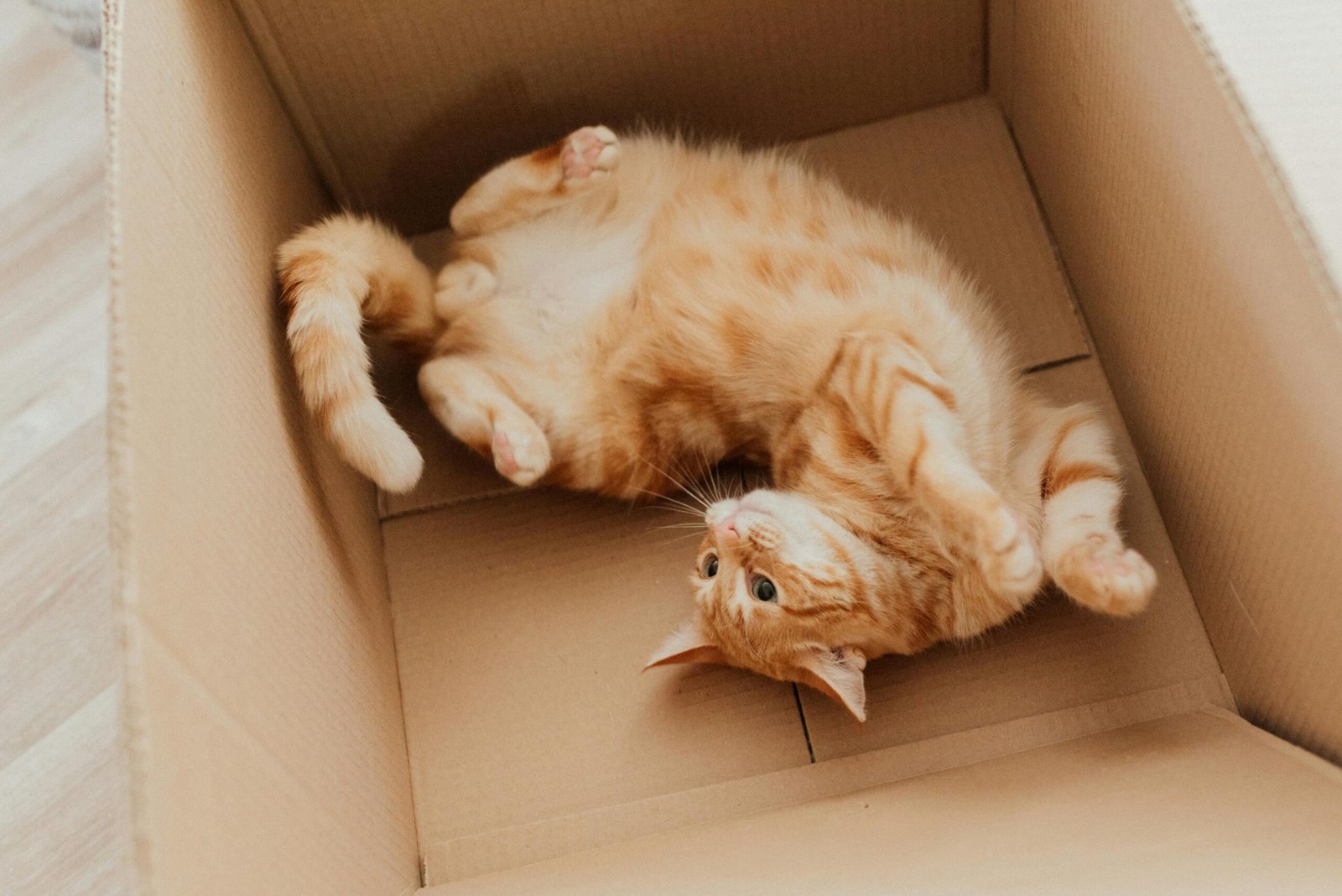 Cute ginger tabby kitten playfully lying on its back in a cardboard box indoors.