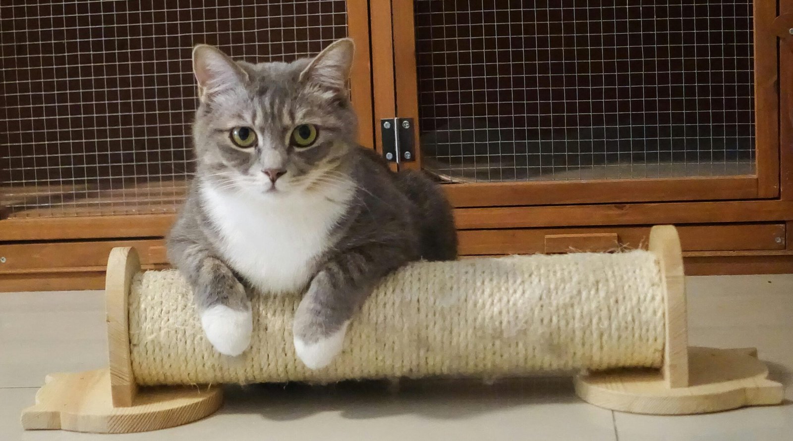 A cute grey and white tabby cat lounging on a wooden cat scratcher in an indoor setting.