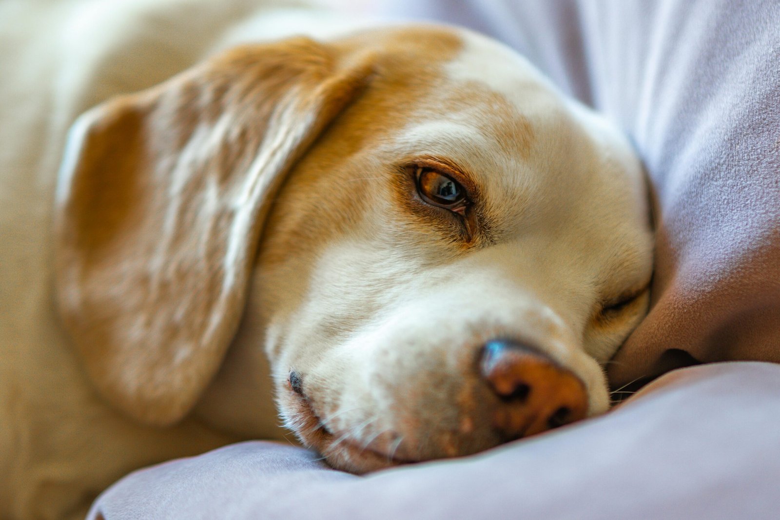 A calm Beagle resting on a soft fabric, showcasing its gentle nature in a cozy setting.