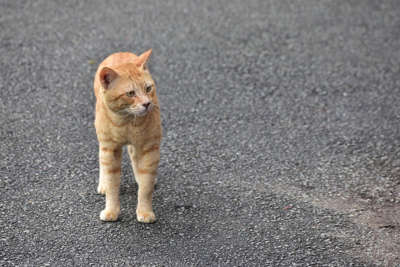cat, oren, malaysia, orange, pet, nature, kucing, pets, animal