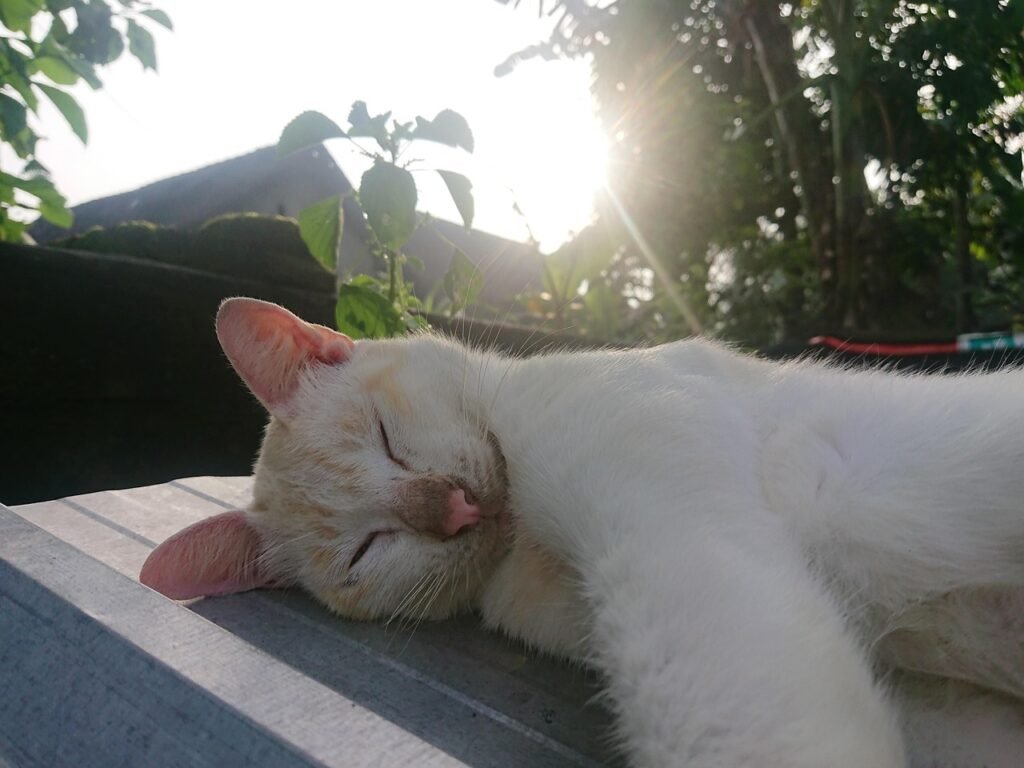 morning, cats, cute, nature, geography, cougar, pain, eat, predator, sapa, kitten, bowl, feline, sweet, pet, cozy, muesli, monday, kucing, tidur, mammal, kittens, bedroom, listen, sleeping