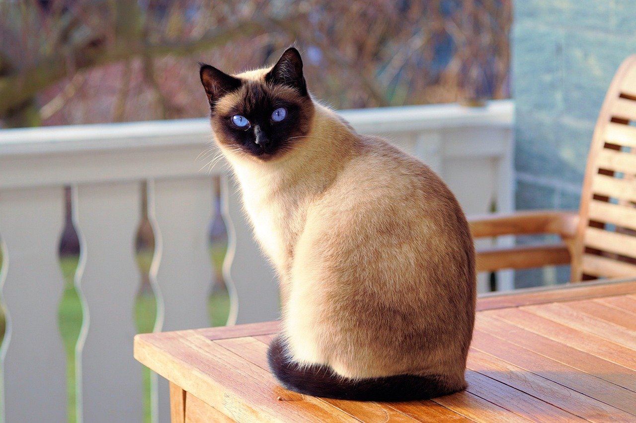 cat, siamese cat, fur, kitten, cat breed, feline, domestic, domestic cat, pet, siamese, animal, cat's eyes, cat portrait