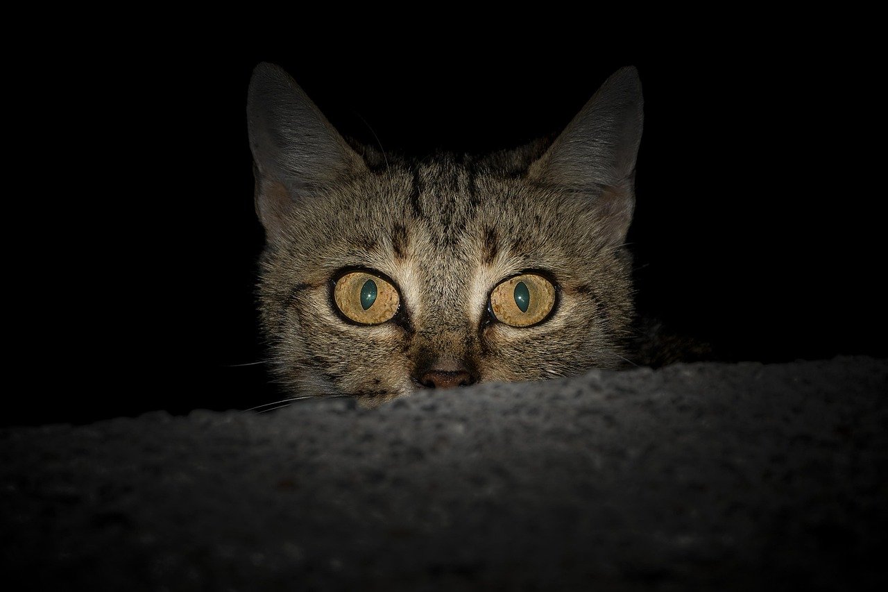 cat, cats, animal, tabby cat, view, black, kitty, homeless, animal portrait, pet, sneaky cat, cute, grey, eyelash, night, dark, fear, frightened, nature, cat eye, detail, close