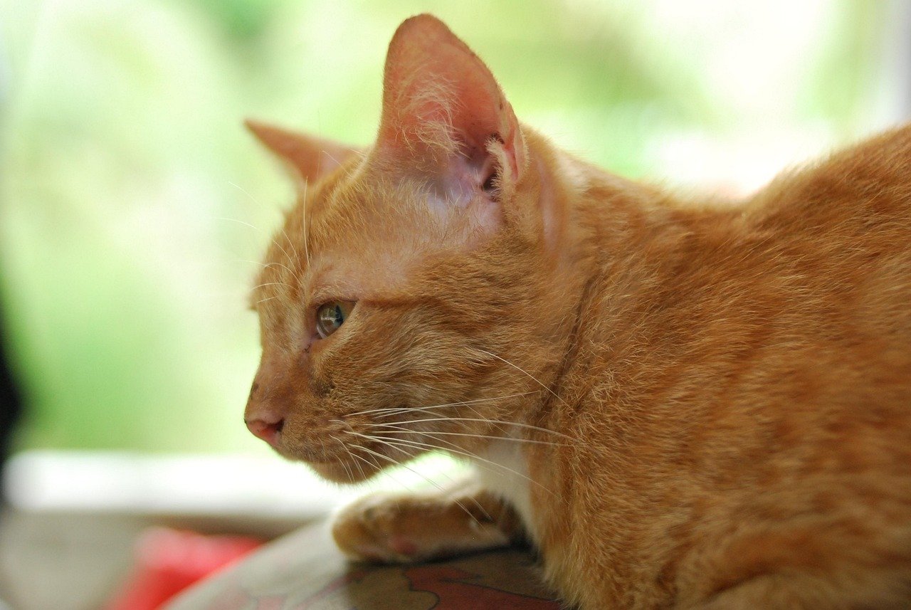 cat, pet, orange, animal, nature, pets, cute, kucing