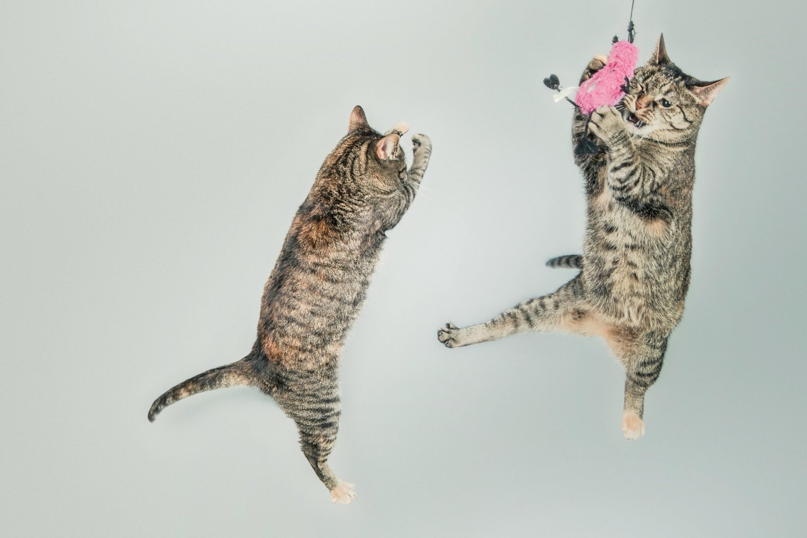 Two playful cats energetically jump with a pink toy against a light, minimal background.