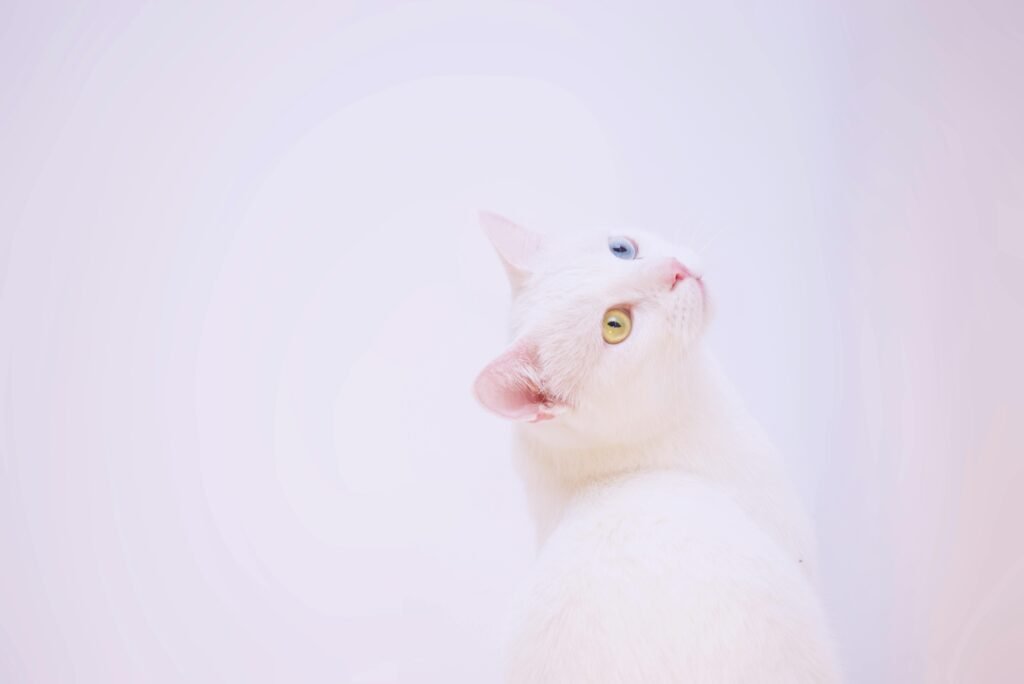 pexels-photo-1287518-1287518 Elegant white cat with unique heterochromia looking upward in a soft pastel setting.