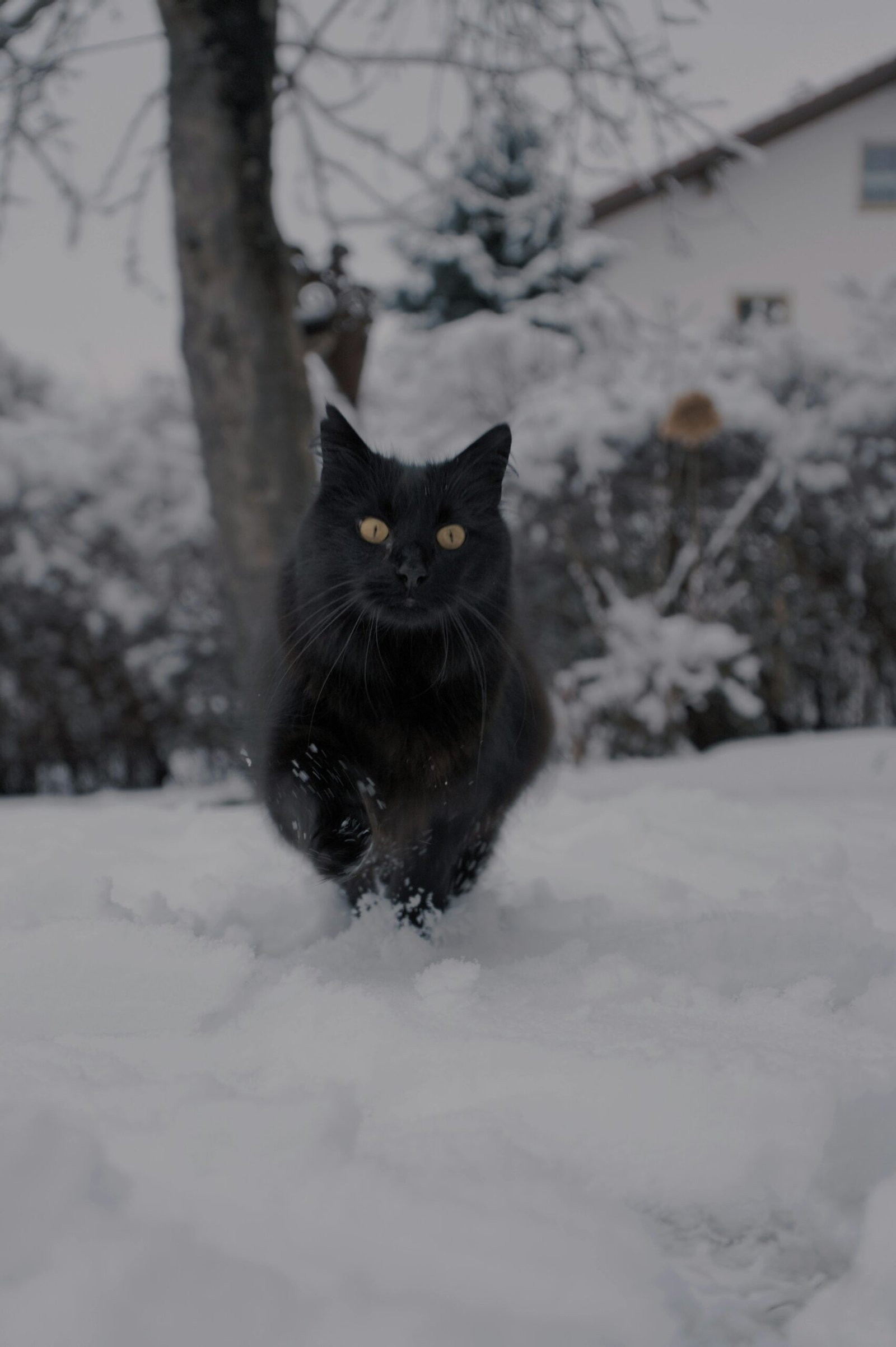 A black cat frolics through fresh snow in a serene winter landscape, capturing magical moments.