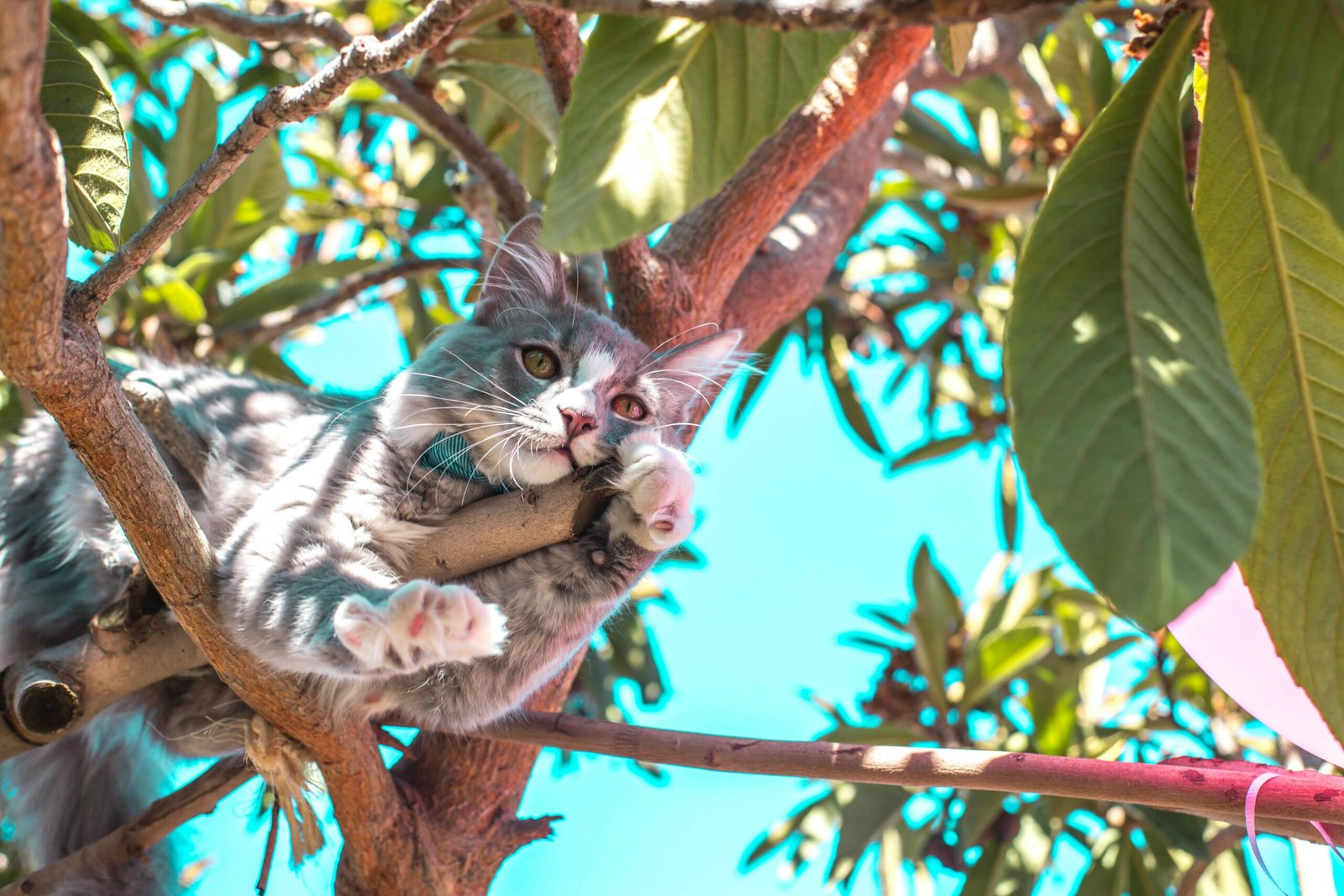 A cute gray and white cat lounging on tree branches against a clear blue sky.