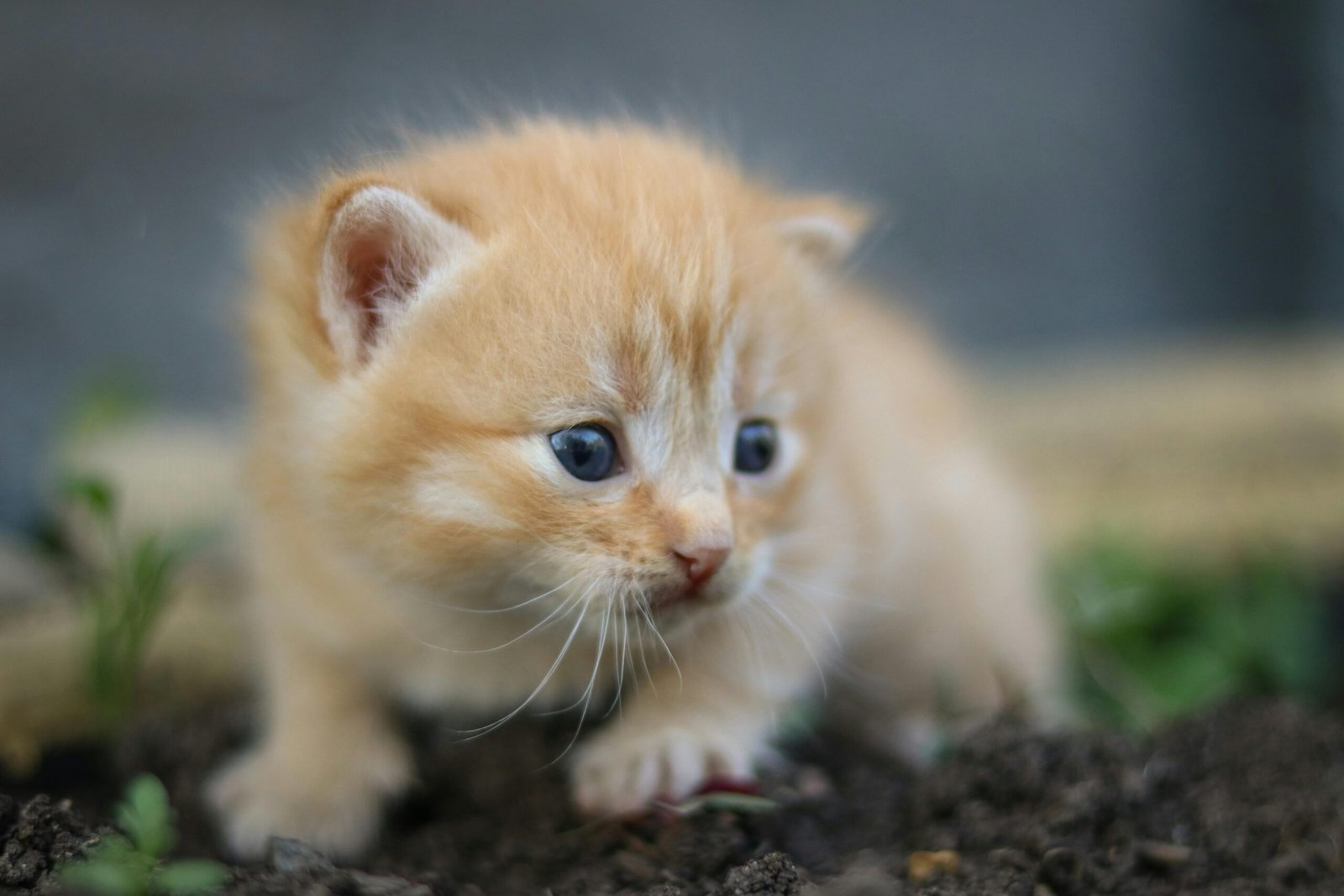 Charming close-up of a little ginger kitten with blue eyes exploring the garden.