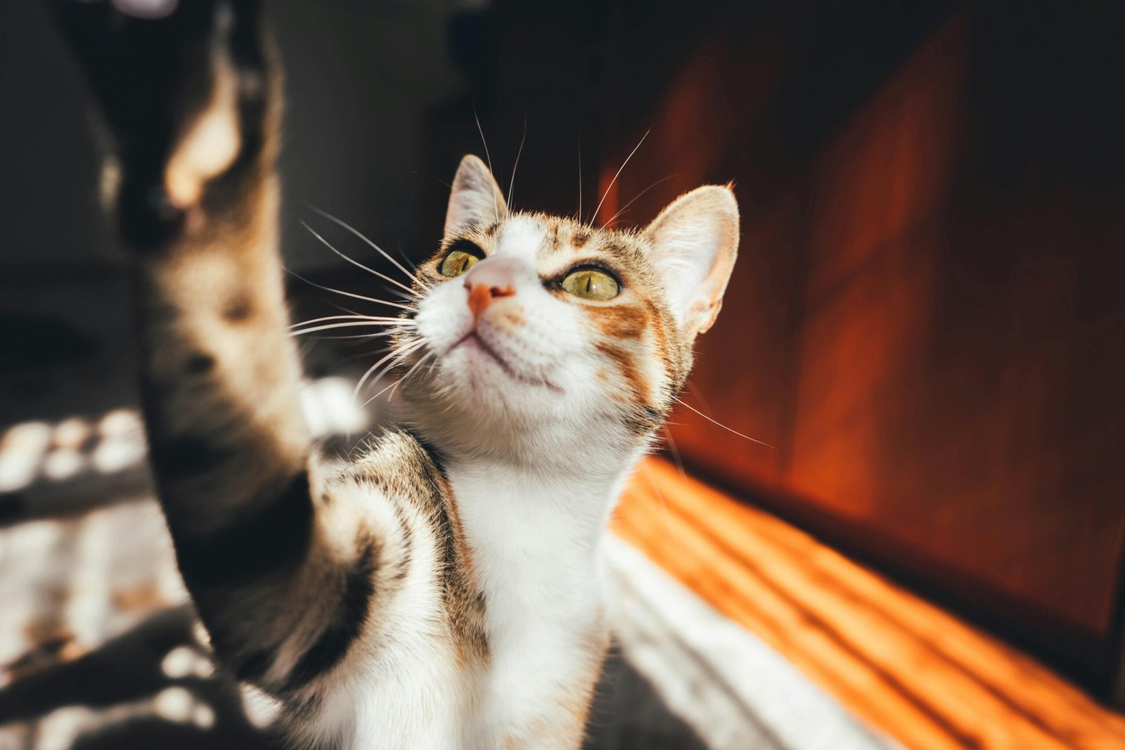 Close-up of a tabby cat curiously reaching out in a sunlit indoor setting.