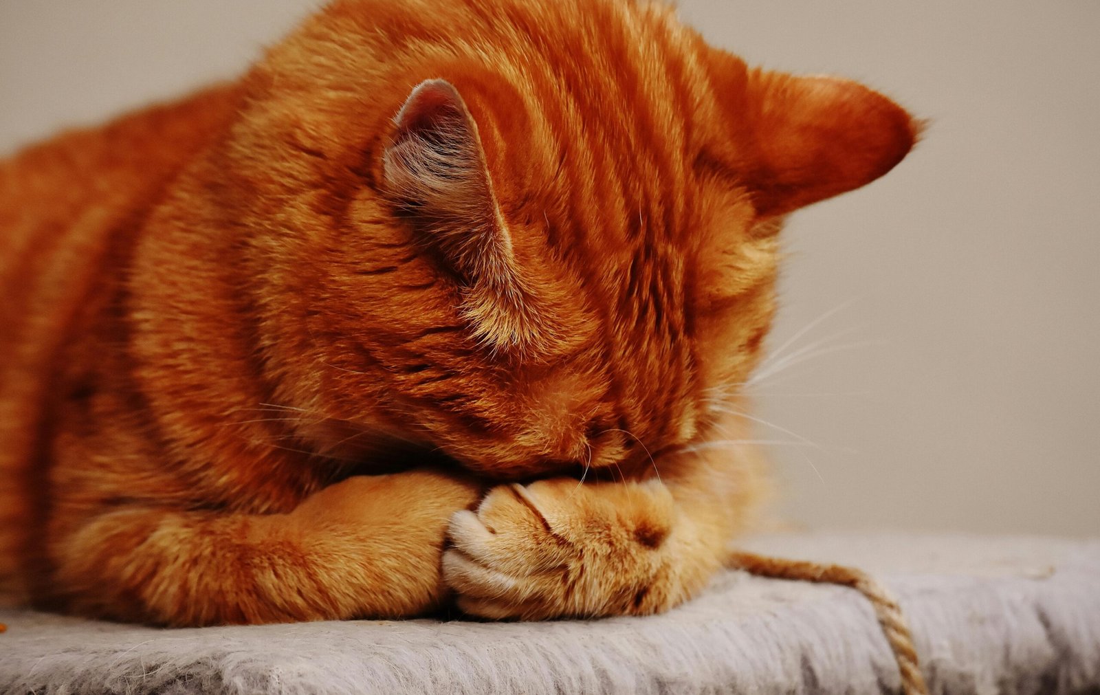 A cute tabby cat sleeping with its paws covering its face, creating a cozy and endearing scene.