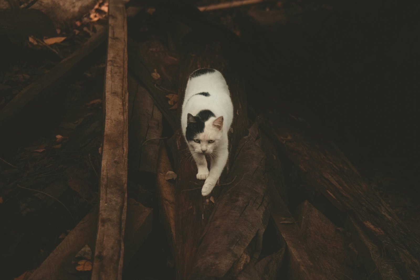 A white and black cat confidently explores a dark, moody forest setting.